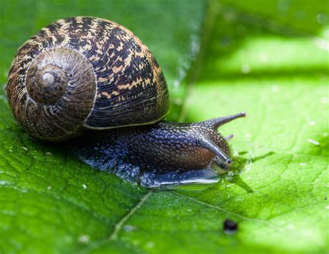 Helix Aspersa - Małe, ślimaczne stworzenie o niesamowitej odporności i niezwykłej zdolności do regeneracji!