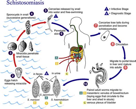  Heterolostrema! Ten Mały Robak Ukrywa Wiele Tajemnic Życia Pasożytniczego