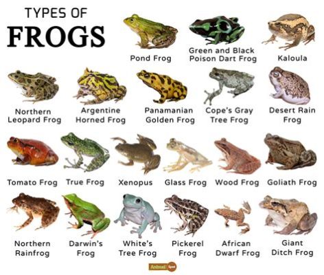  Dusicyon! This Amphibian Is More Than Just a Frog With an Interesting Name